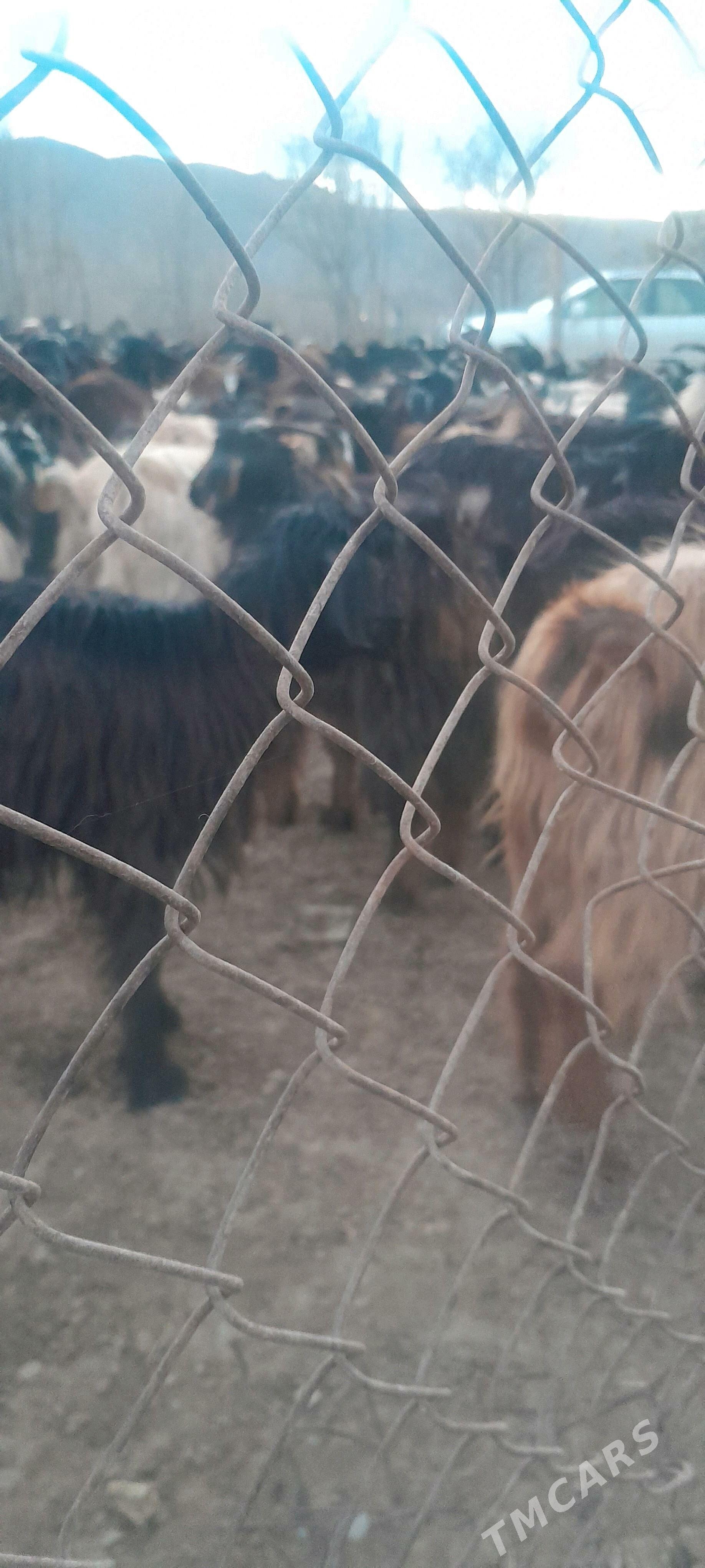 goYun - Багир - img 4