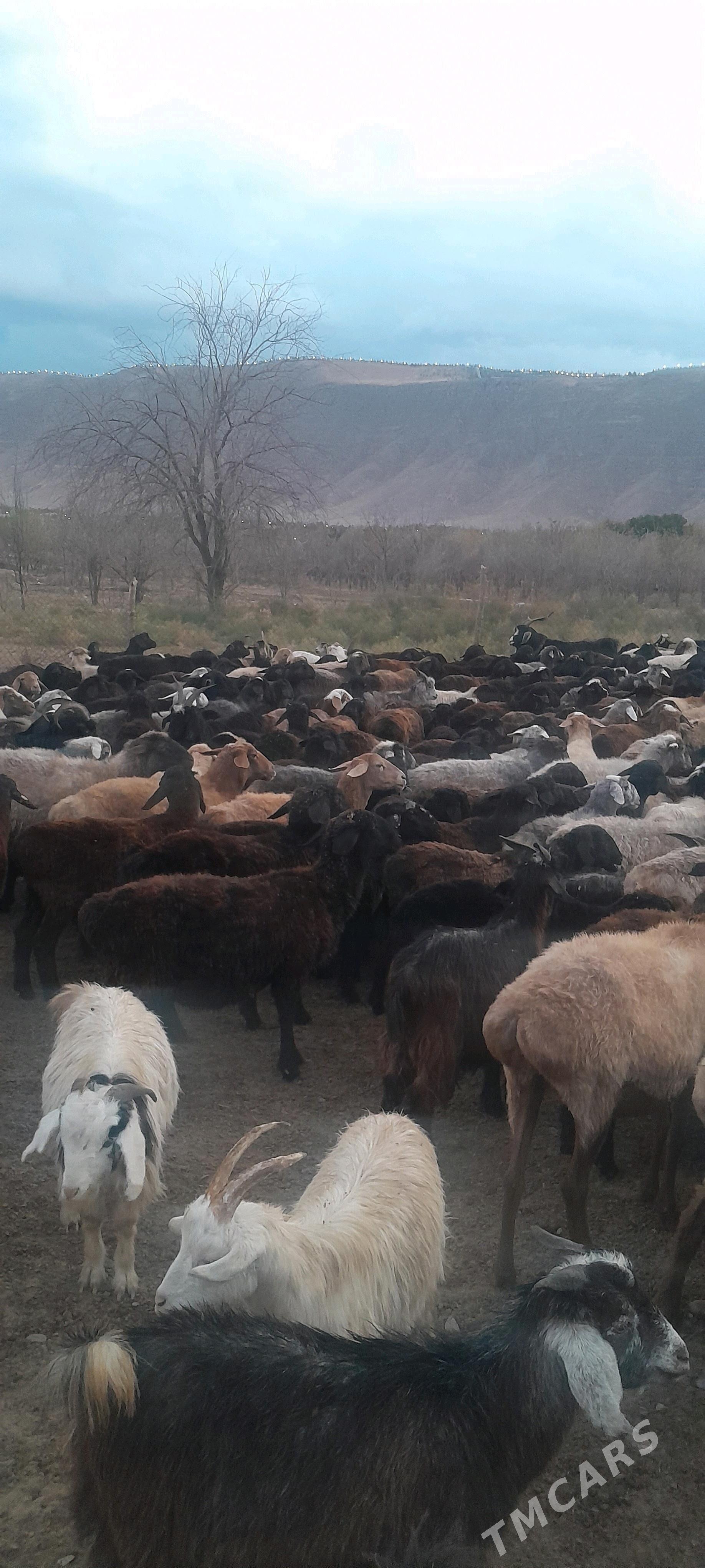 goYun - Багир - img 2