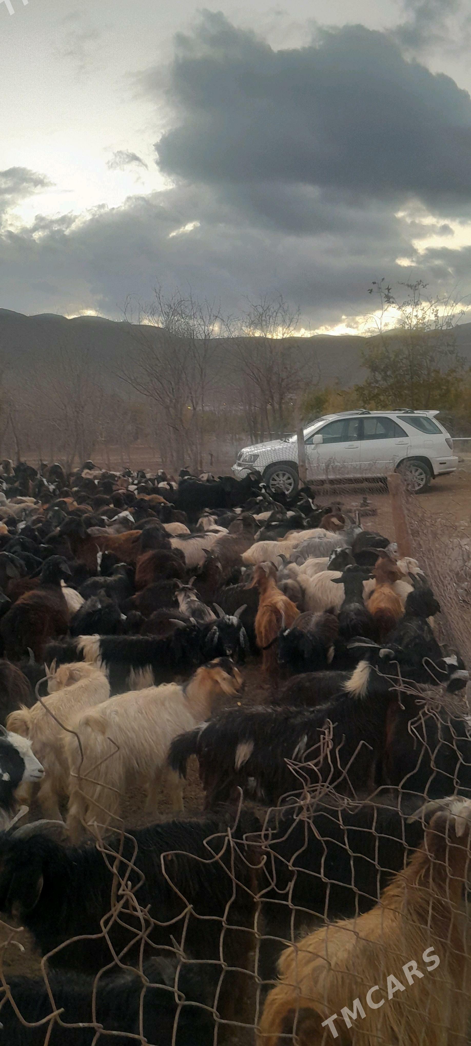 goYun - Багир - img 1