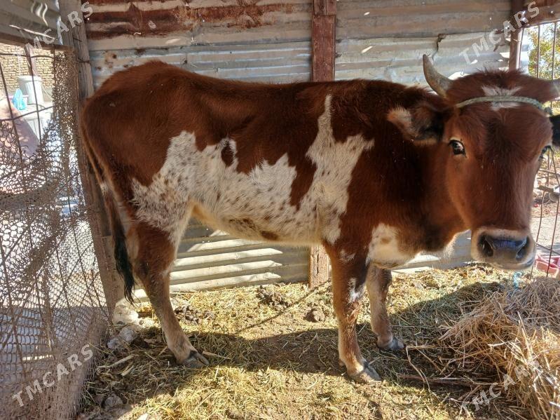 unajyn - Türkmenabat - img 2