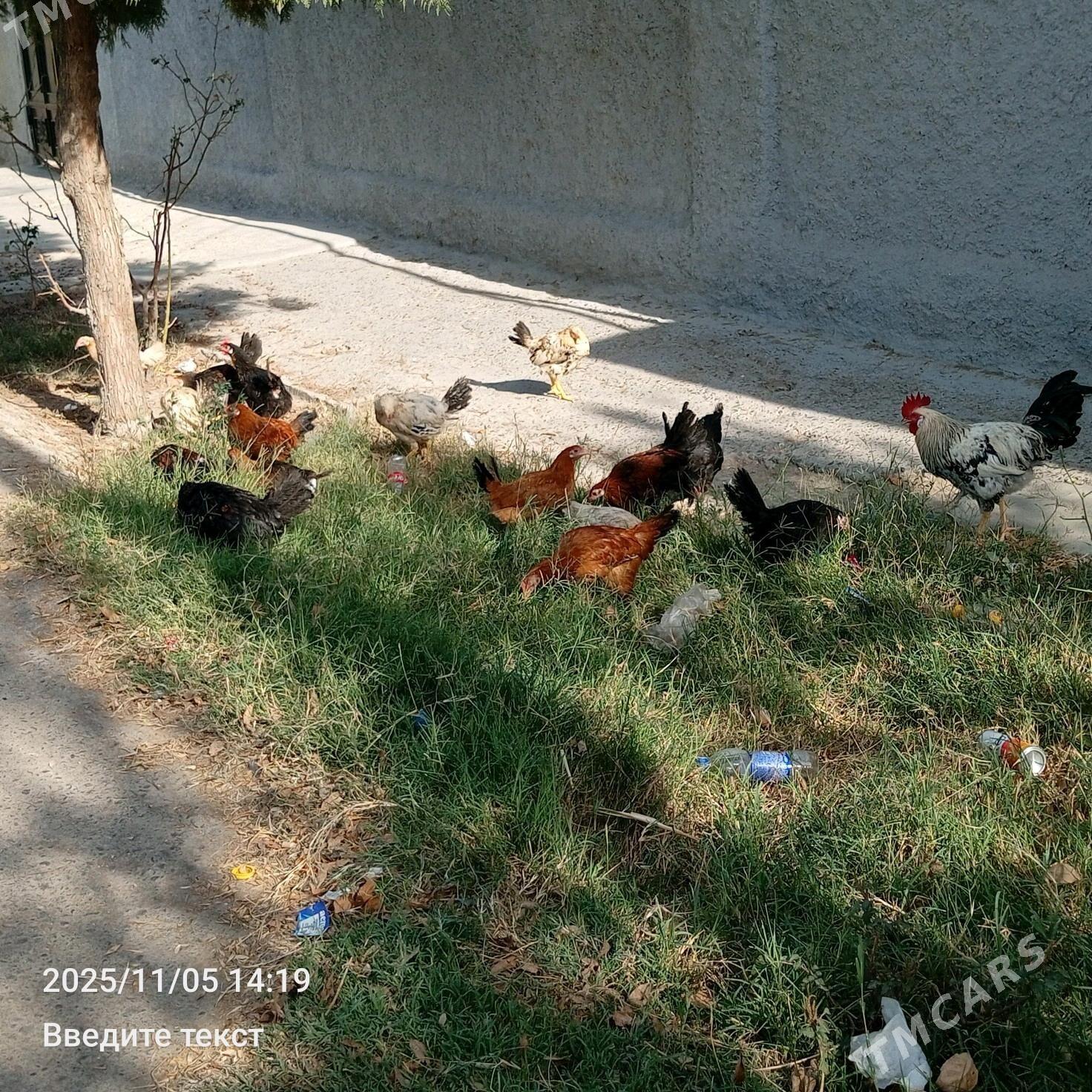 Towuk jüje - Gökdepe - img 3