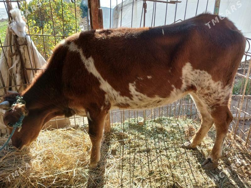 unajyn - Türkmenabat - img 3