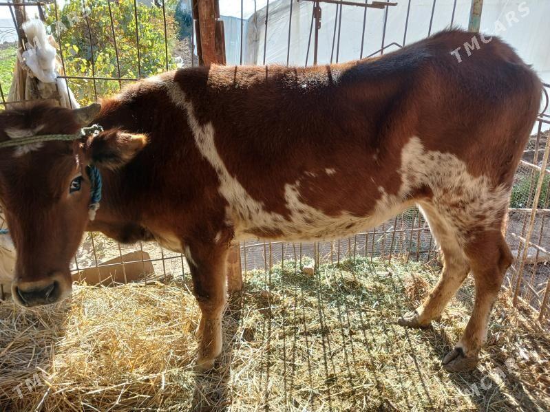 unajyn - Türkmenabat - img 4