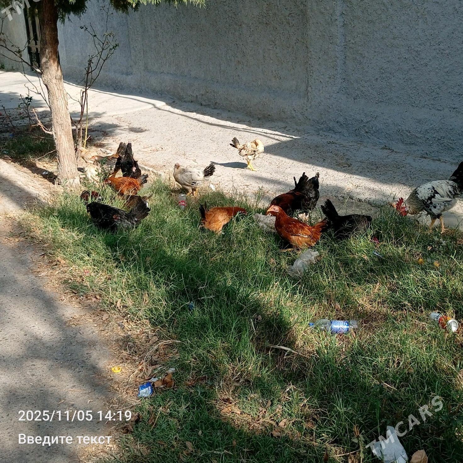 Towuk jüje - Gökdepe - img 4