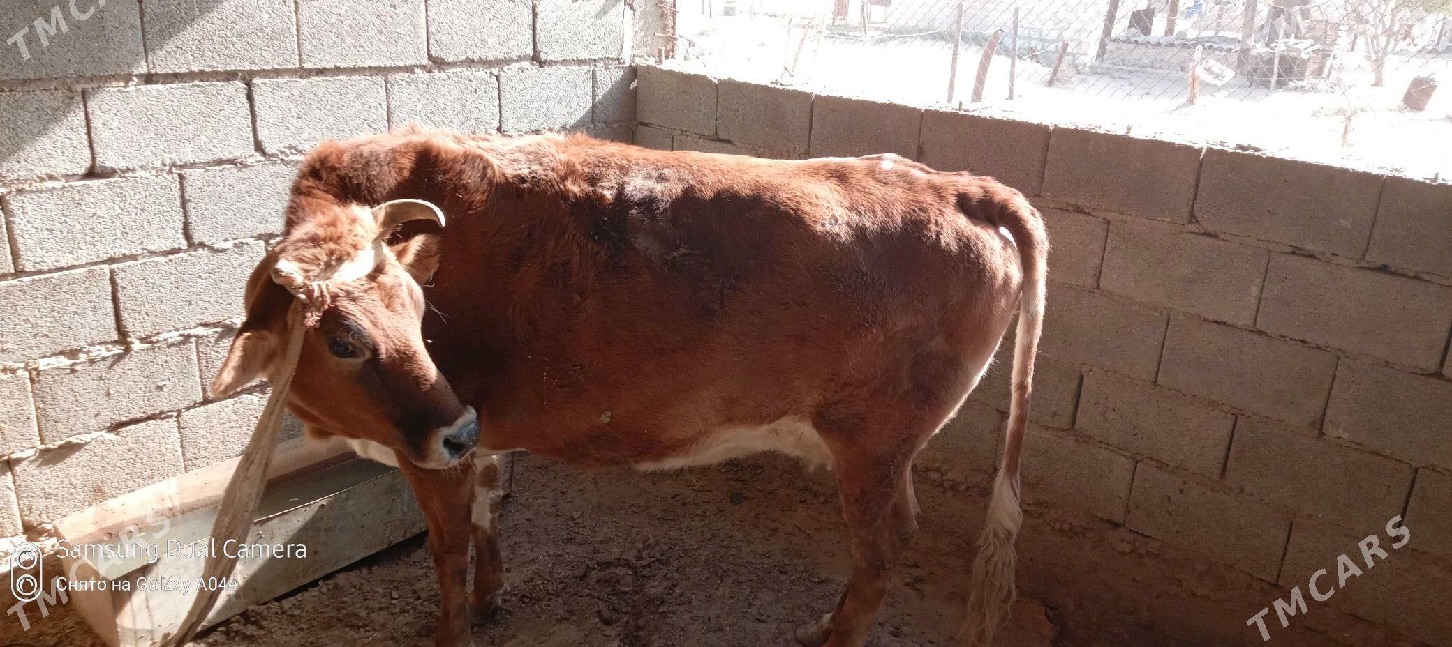 sygyr.bakylan - Берекет - img 4