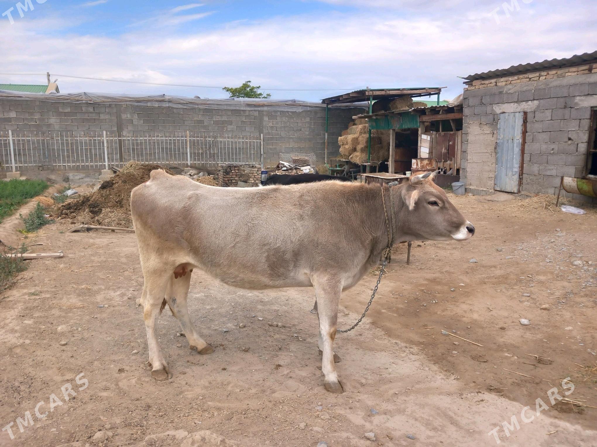 sygyr - Гёкдепе - img 1