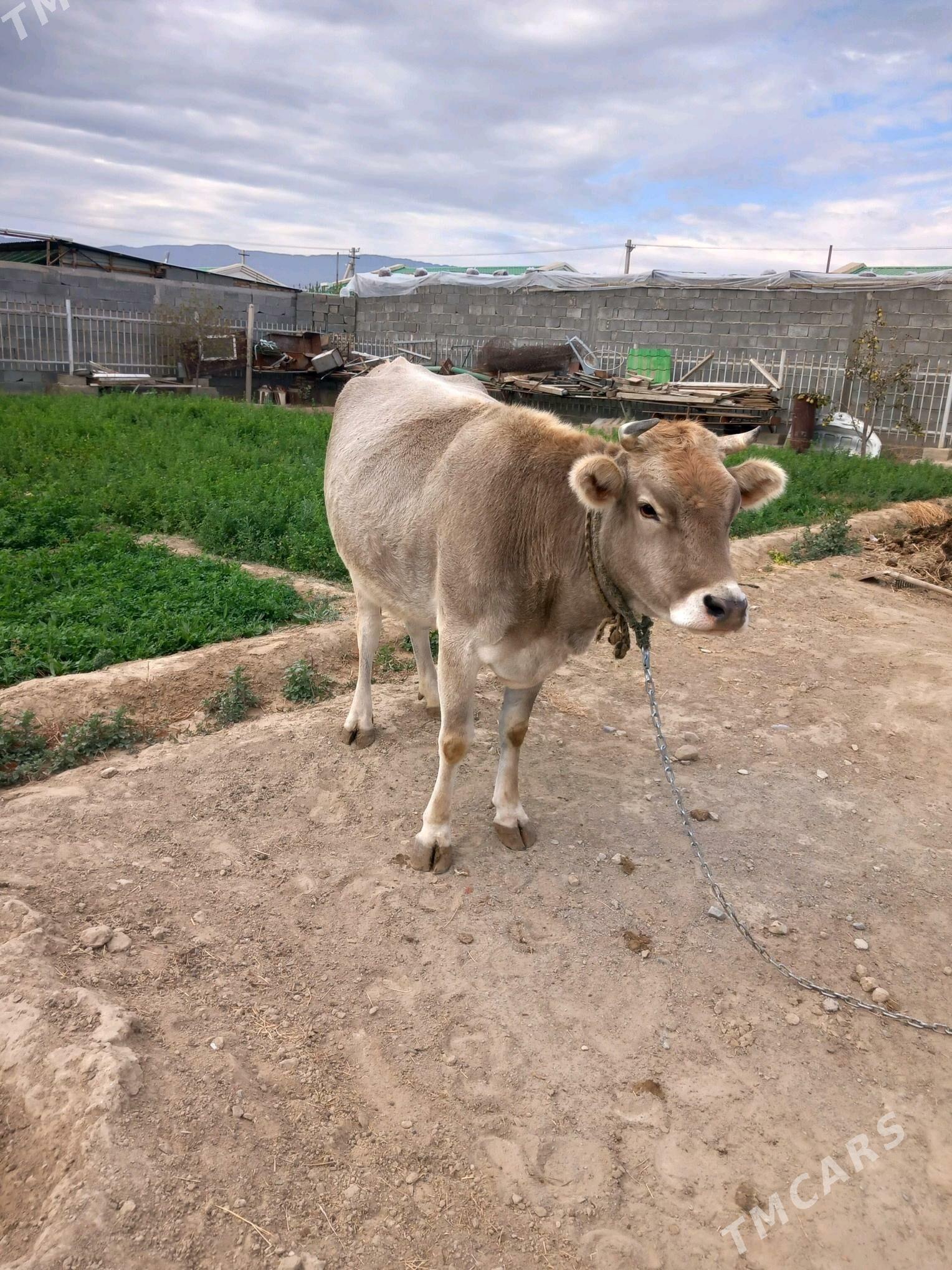 sygyr - Гёкдепе - img 2