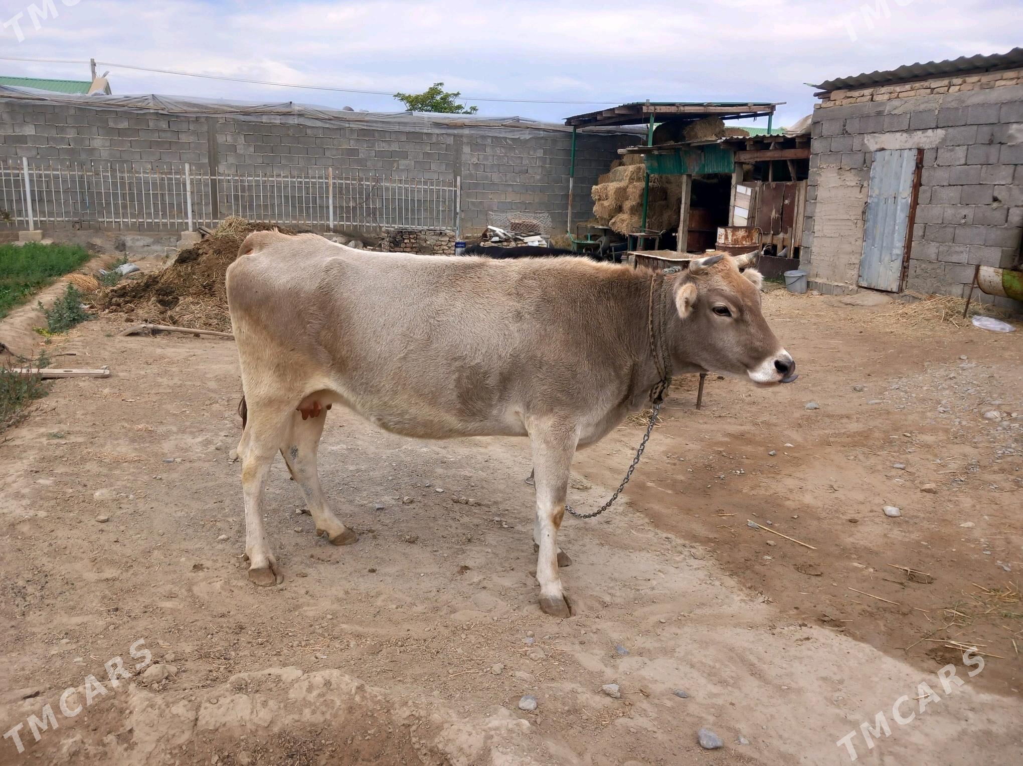 sygyr - Гёкдепе - img 3