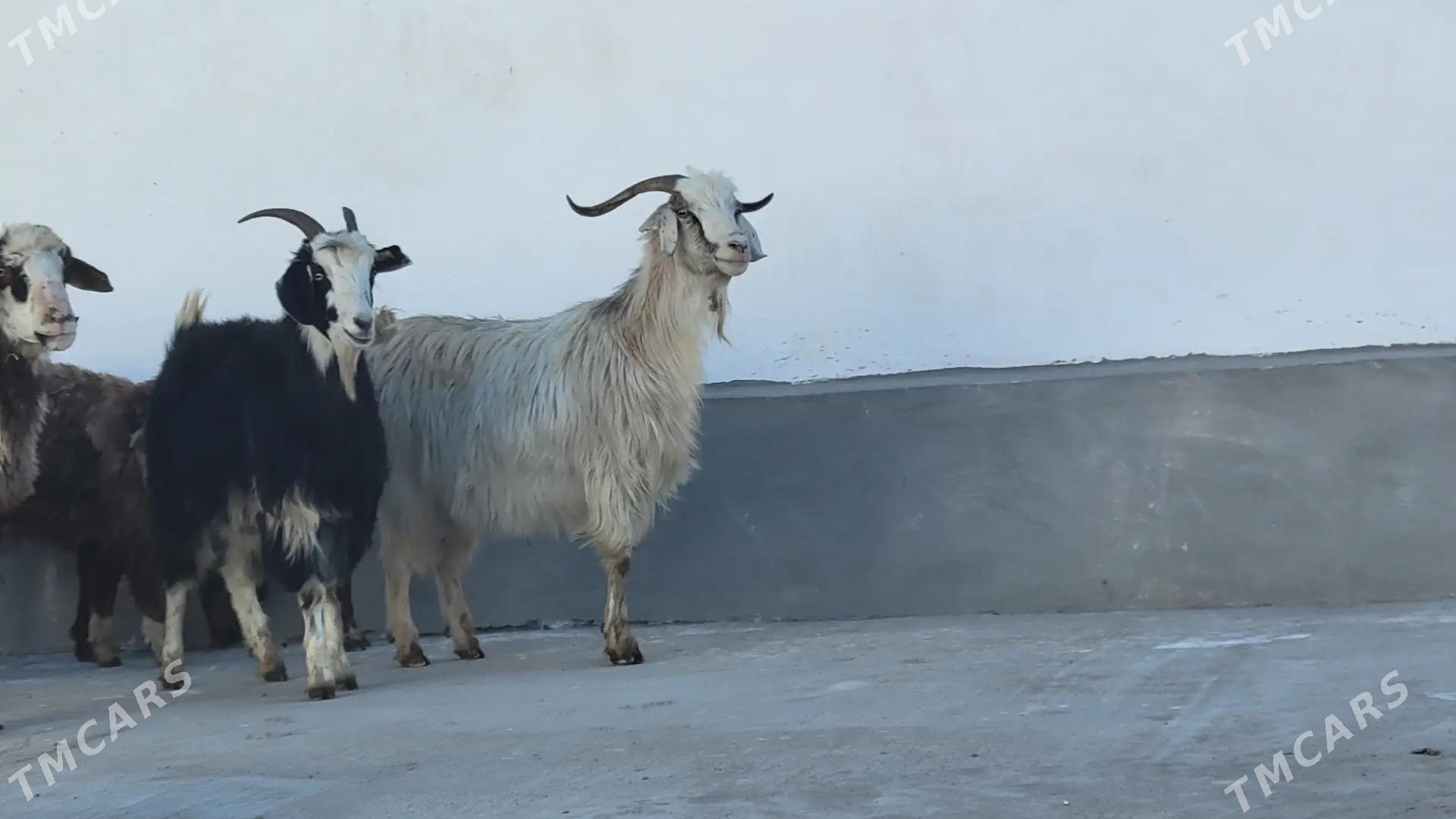 goyun geci tokly - Ак-Бугдайский этрап - img 4