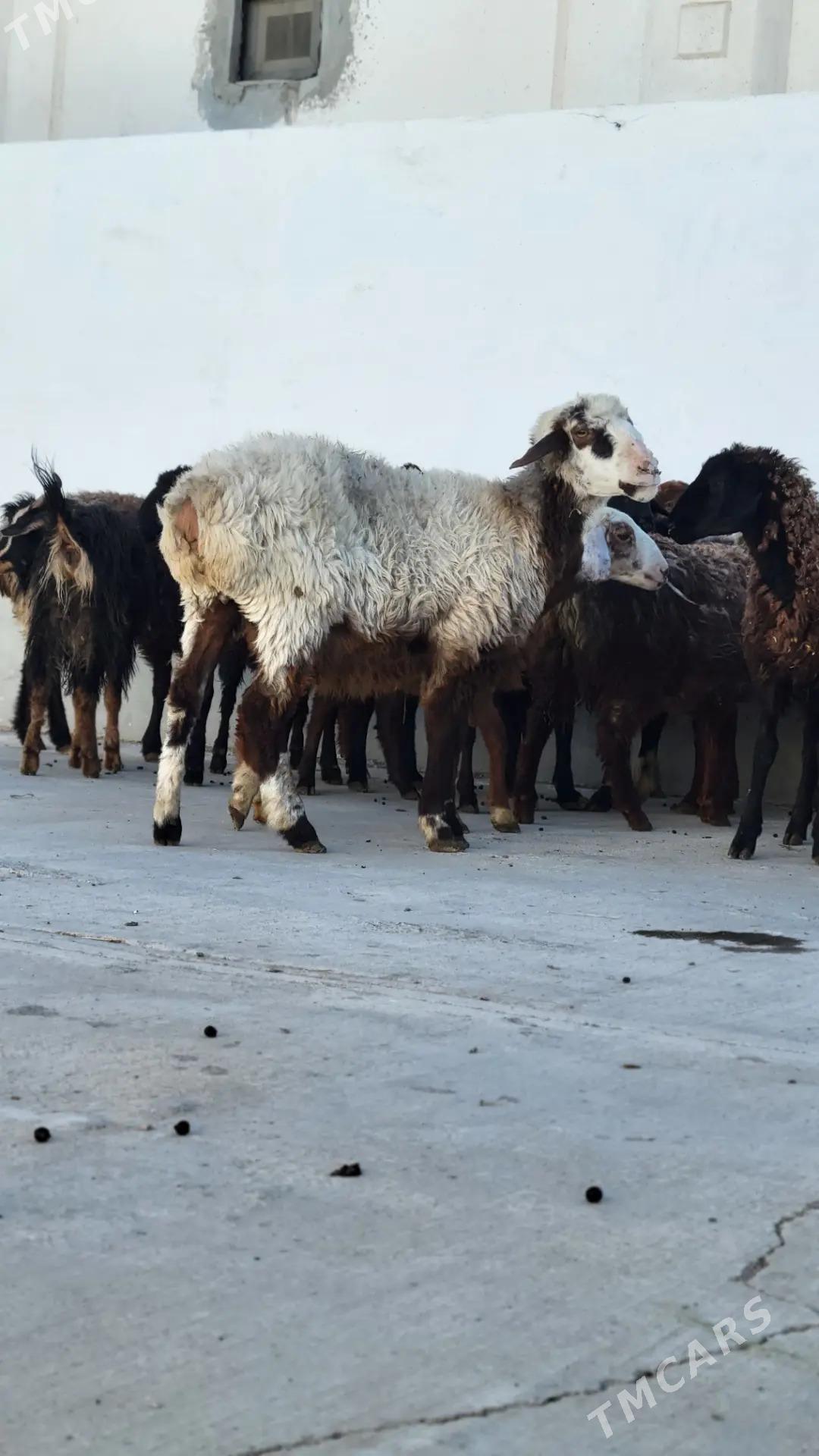 goyun geci tokly - Ак-Бугдайский этрап - img 3