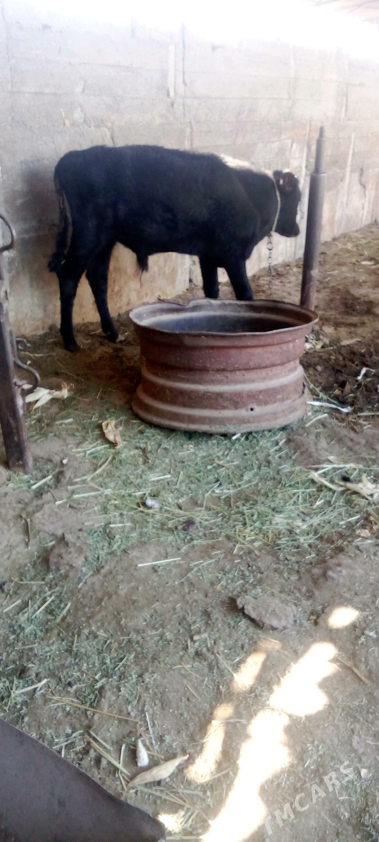 õküz - Яшлык - img 3