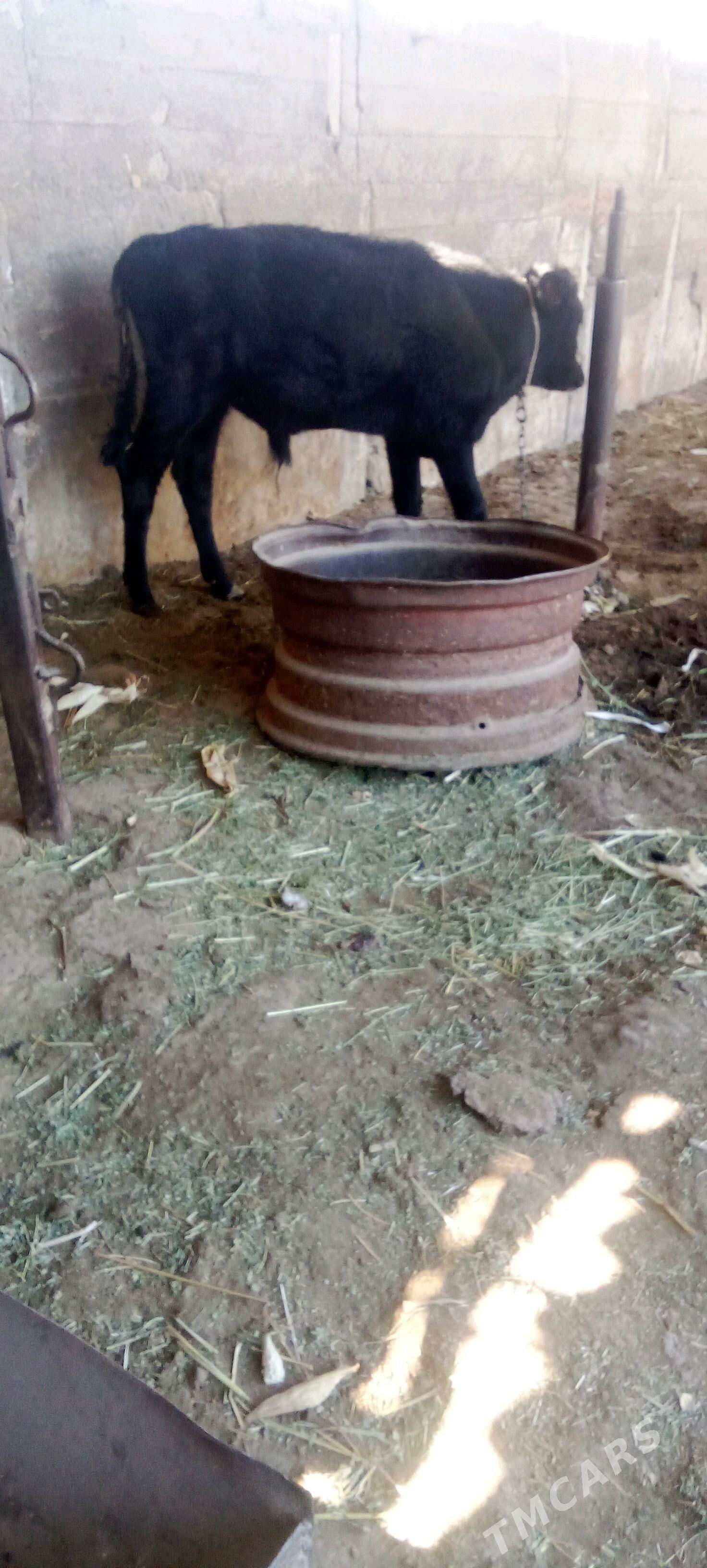 õküz - Яшлык - img 1