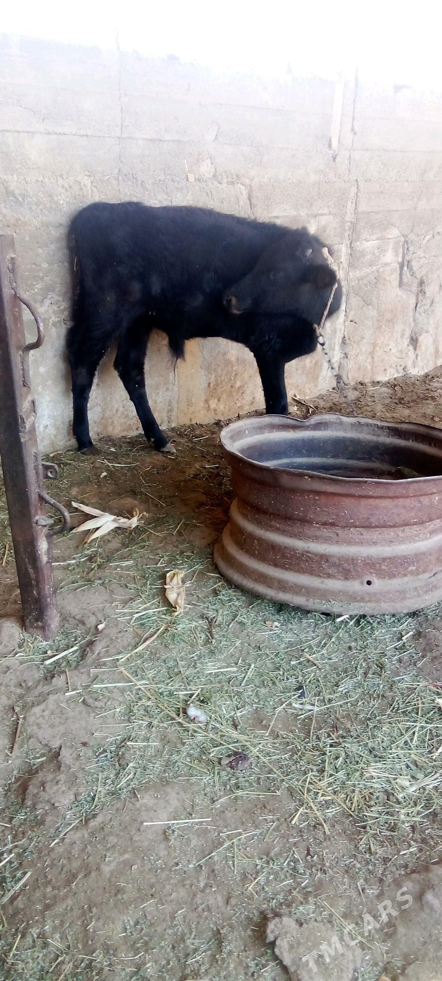 õküz - Яшлык - img 2