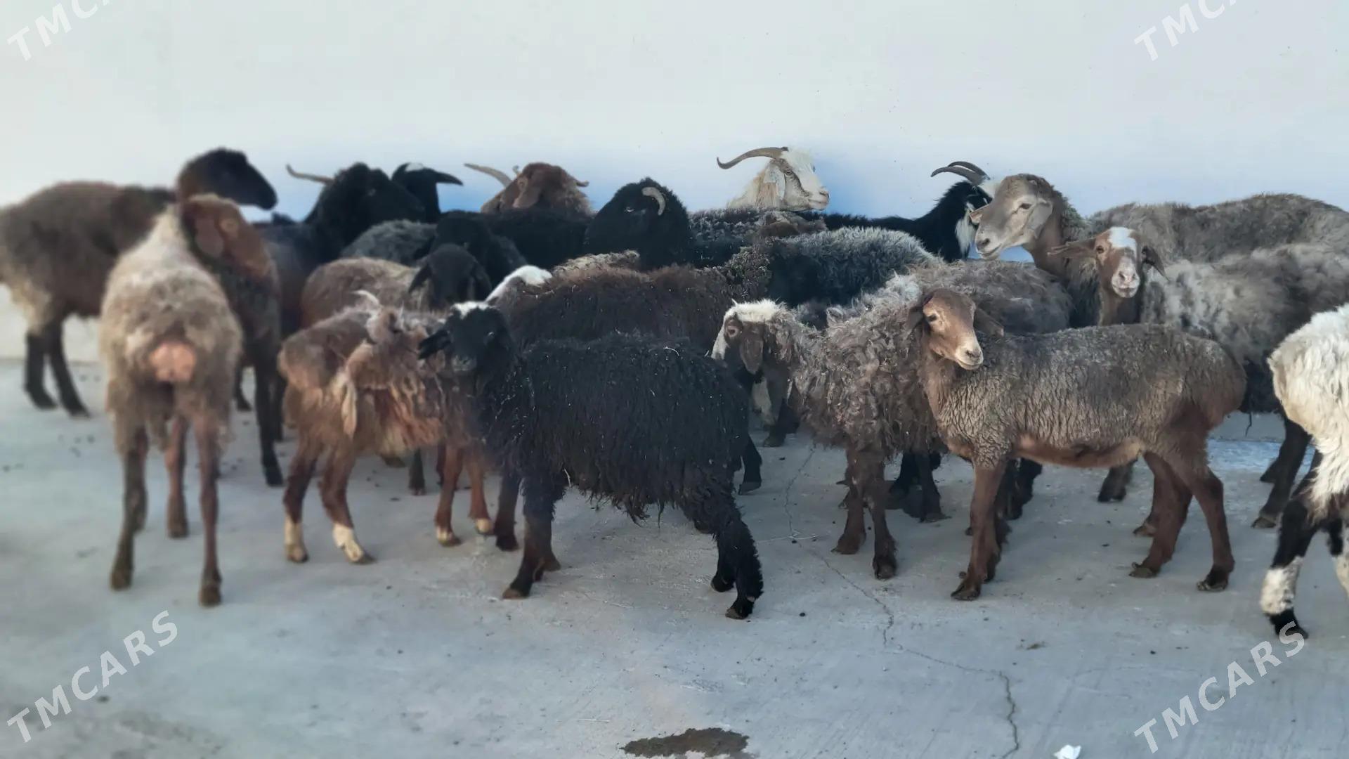 goyun geci tokly - Ак-Бугдайский этрап - img 2