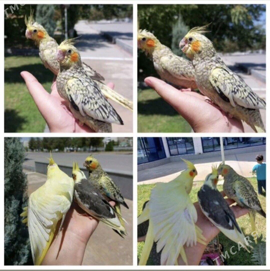 Карелла karella popugay - Ашхабад - img 1