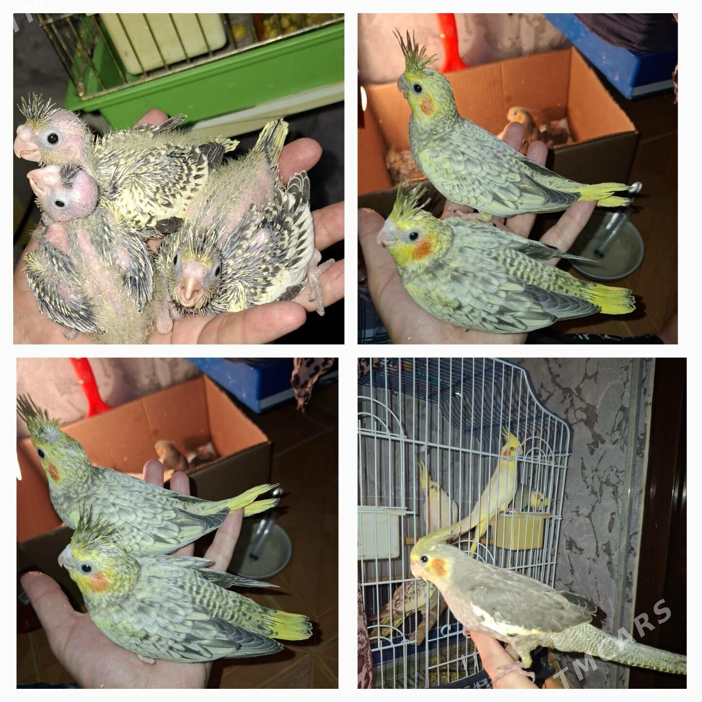 Карелла karella popugay - Ашхабад - img 6