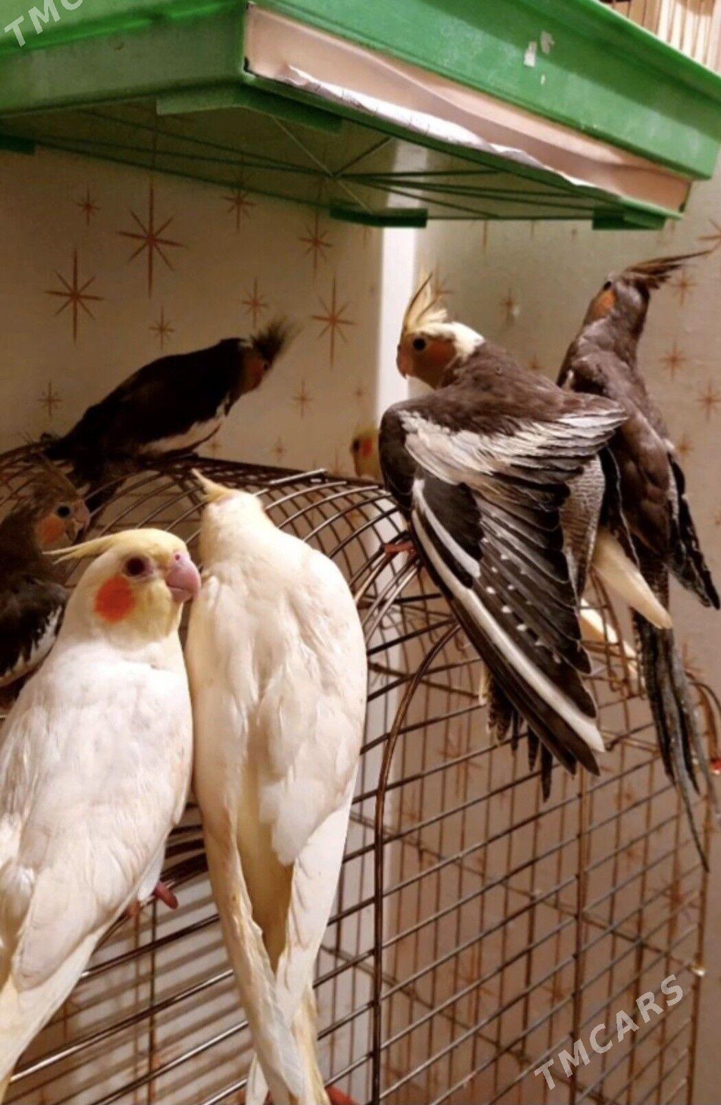 Карелла karella popugay - Ашхабад - img 2