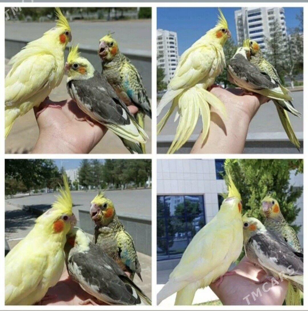 Карелла karella popugay - Ашхабад - img 4