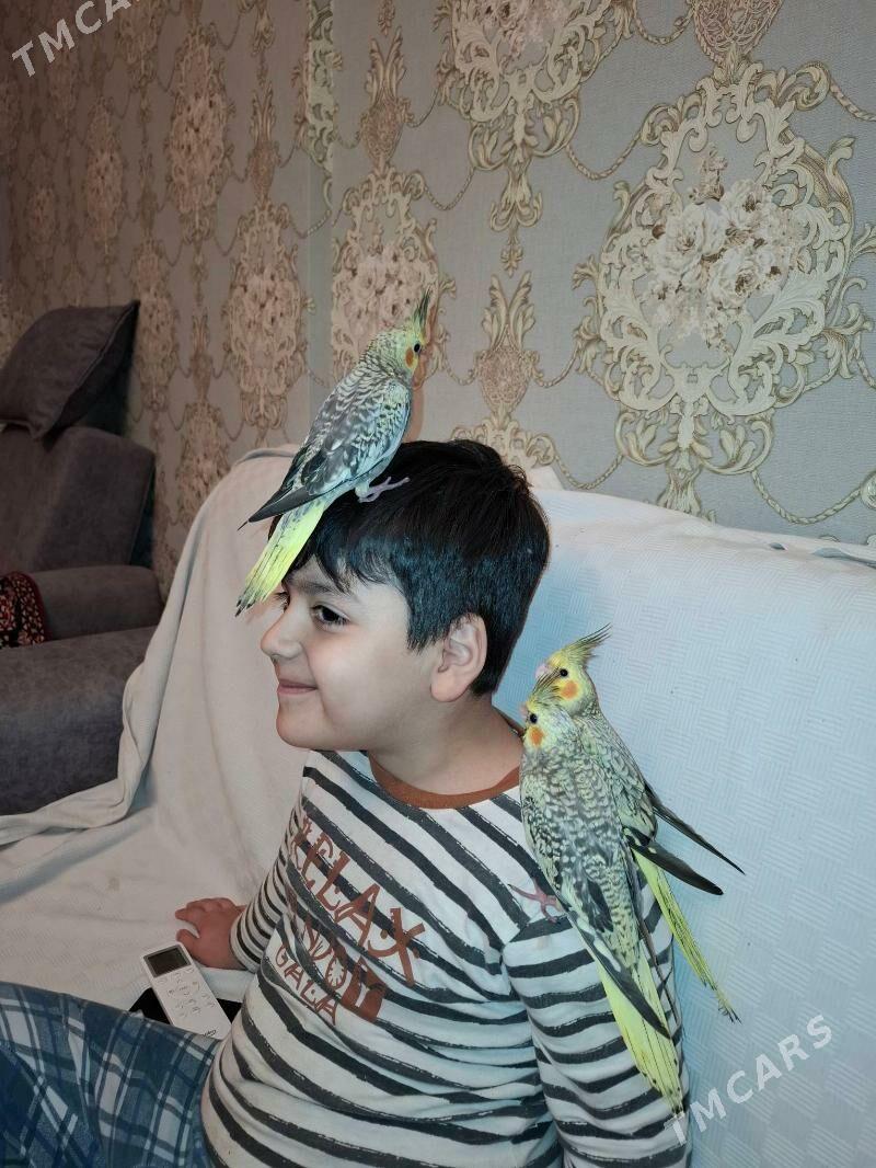 Карелла karella popugay - Ашхабад - img 5