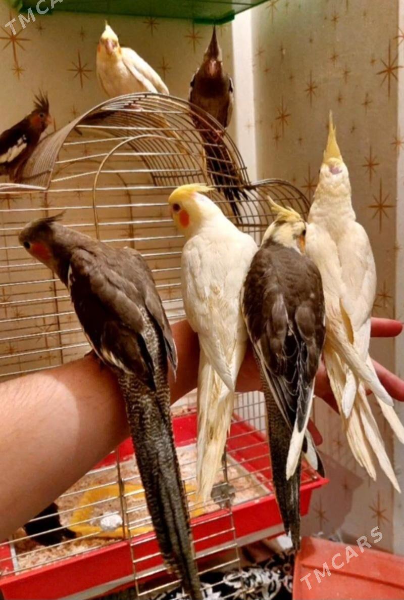 Карелла karella popugay - Ашхабад - img 3