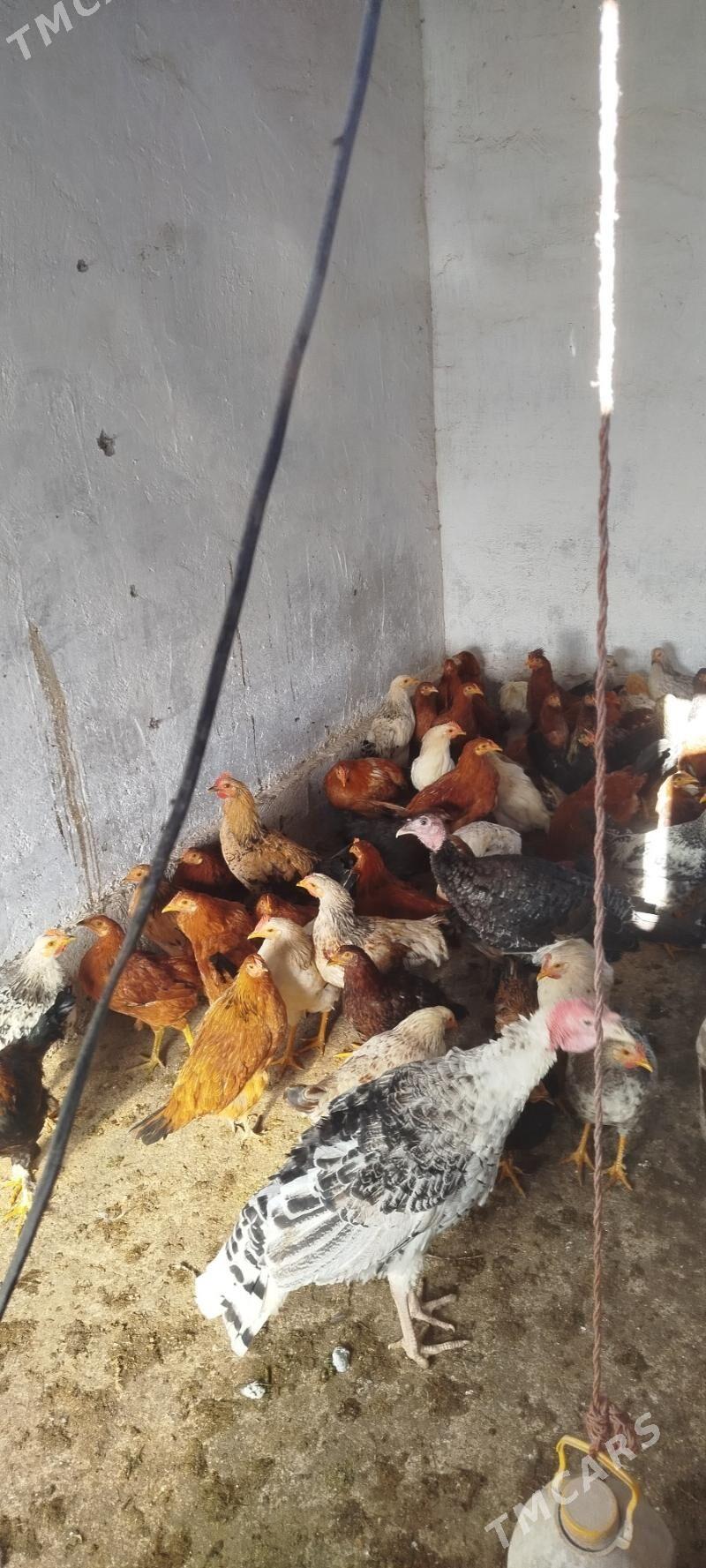 Towuk - Бабадайхан - img 2