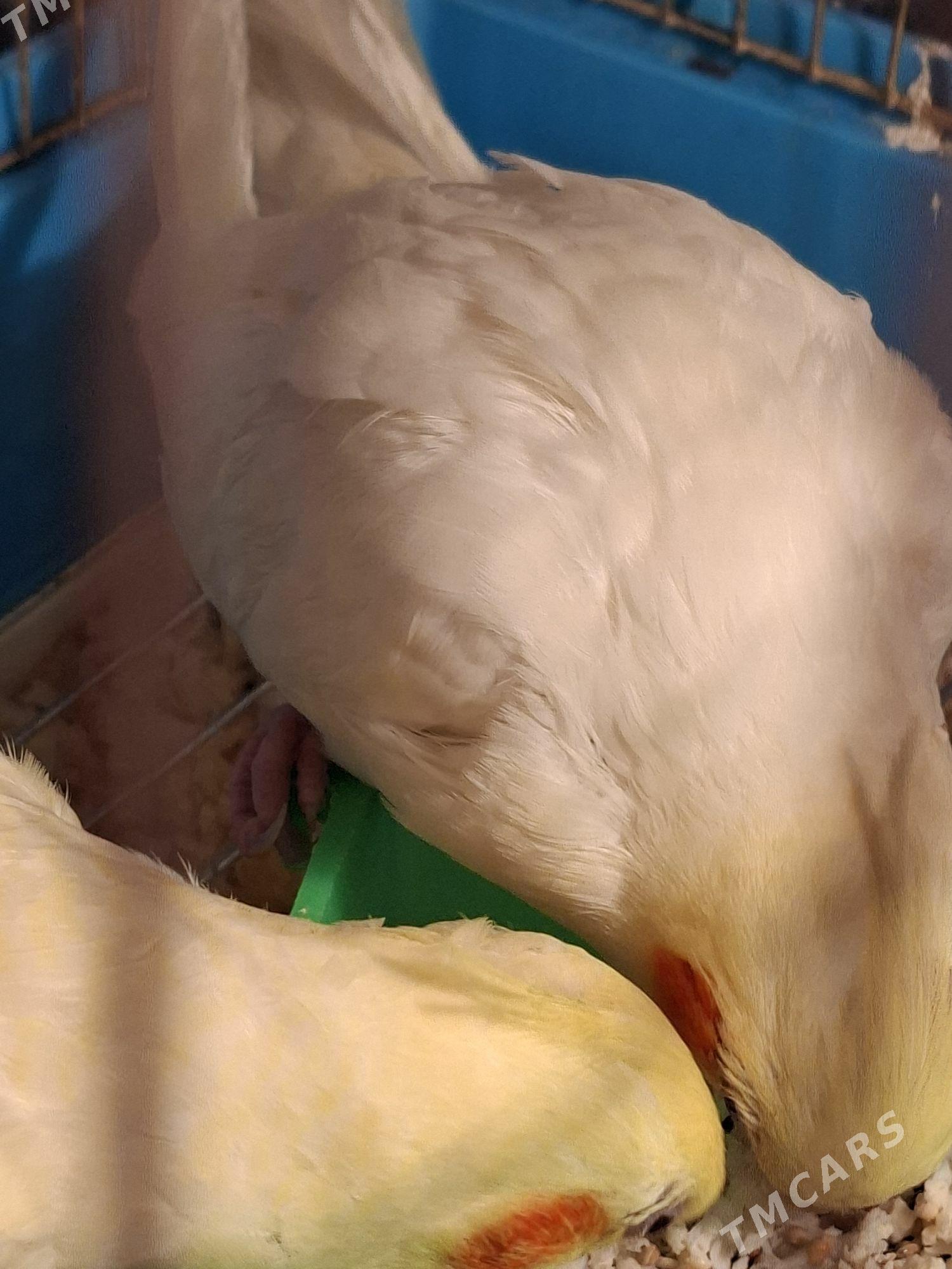 Карелла karella popugay - Ашхабад - img 8