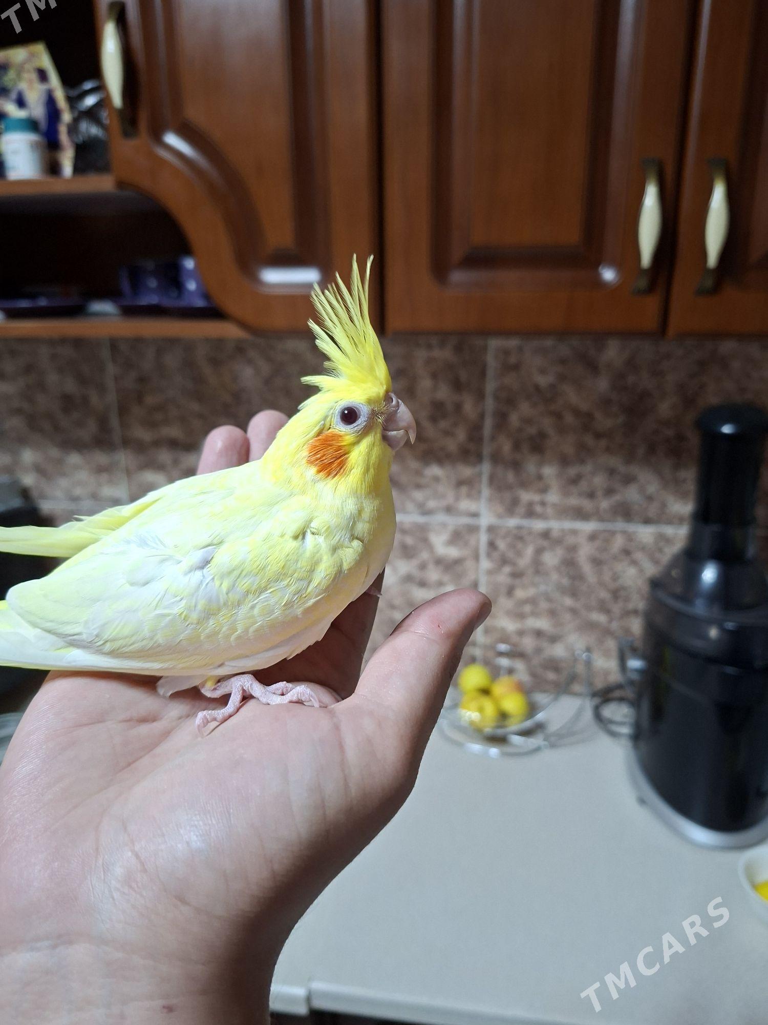 Карелла karella popugay - Ашхабад - img 7