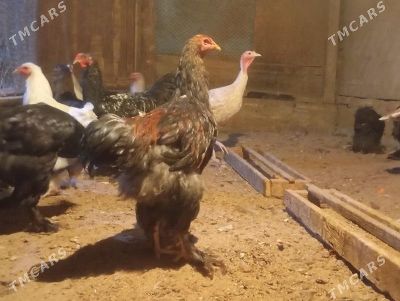 Brama towuk - Мары - img 7