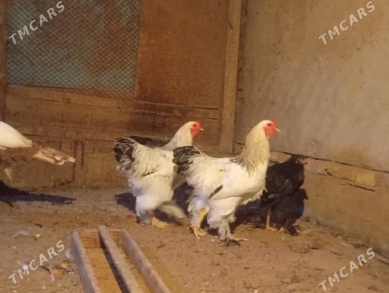 Brama towuk - Мары - img 5