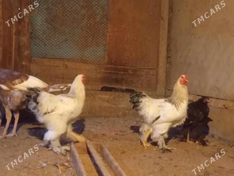 Brama towuk - Мары - img 8