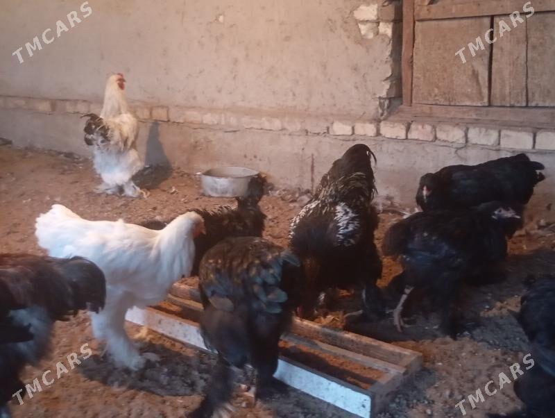 Brama towuk - Мары - img 3