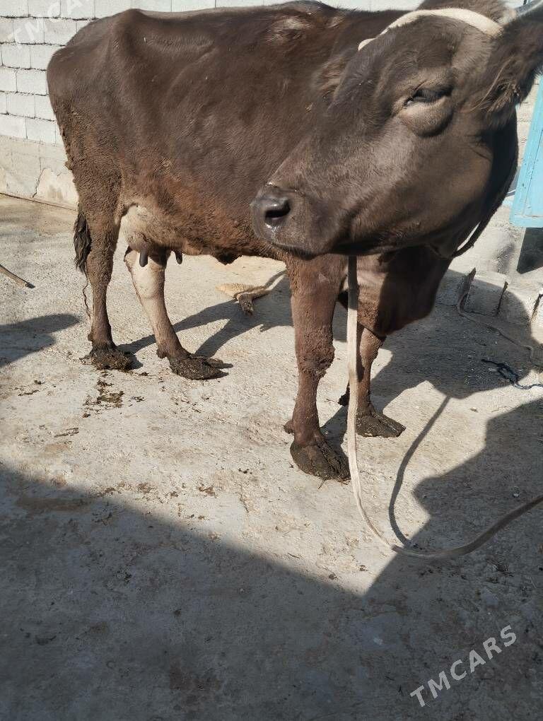 Swes  Tohum Sygyr - Büzmeýin - img 2