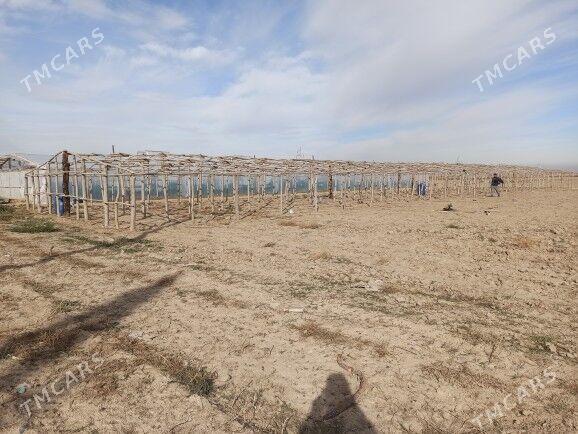 parnik teplis - Сакарчага - img 2