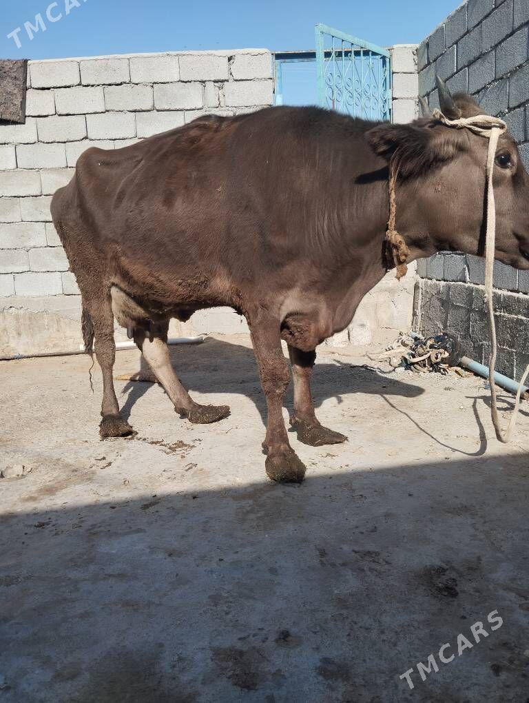 Swes  Tohum Sygyr - Büzmeýin - img 4