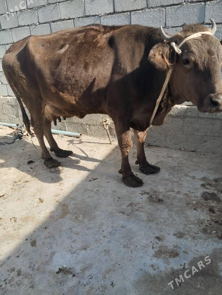 Swes Tohum Sygyr - Büzmeýin - img 1