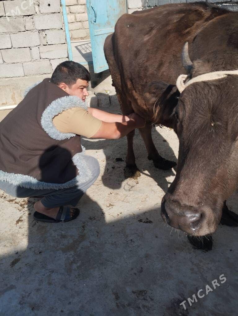 Swes  Tohum Sygyr - Büzmeýin - img 3