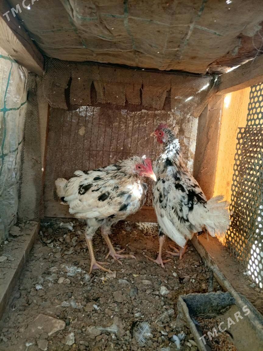 Jüýje - Gumdag - img 3