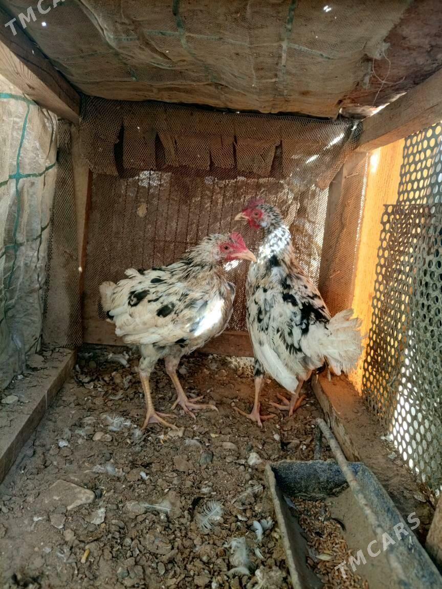 Jüýje - Gumdag - img 2