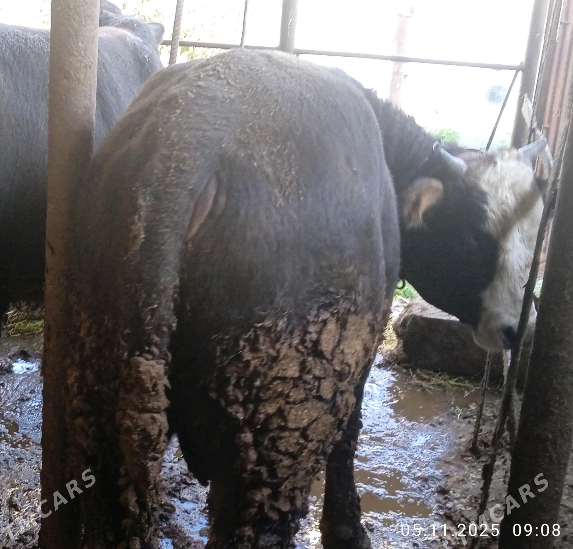 öküz - Бахарден - img 3