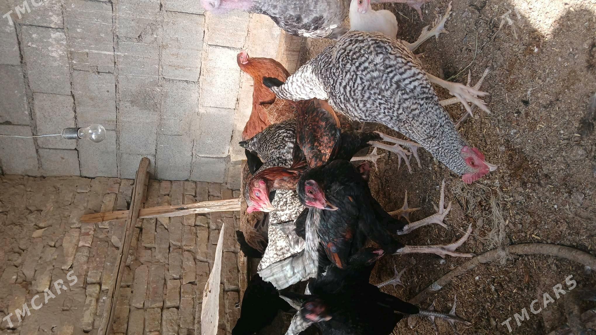 MİTS TOWUKLAR - Бузмеин - img 4