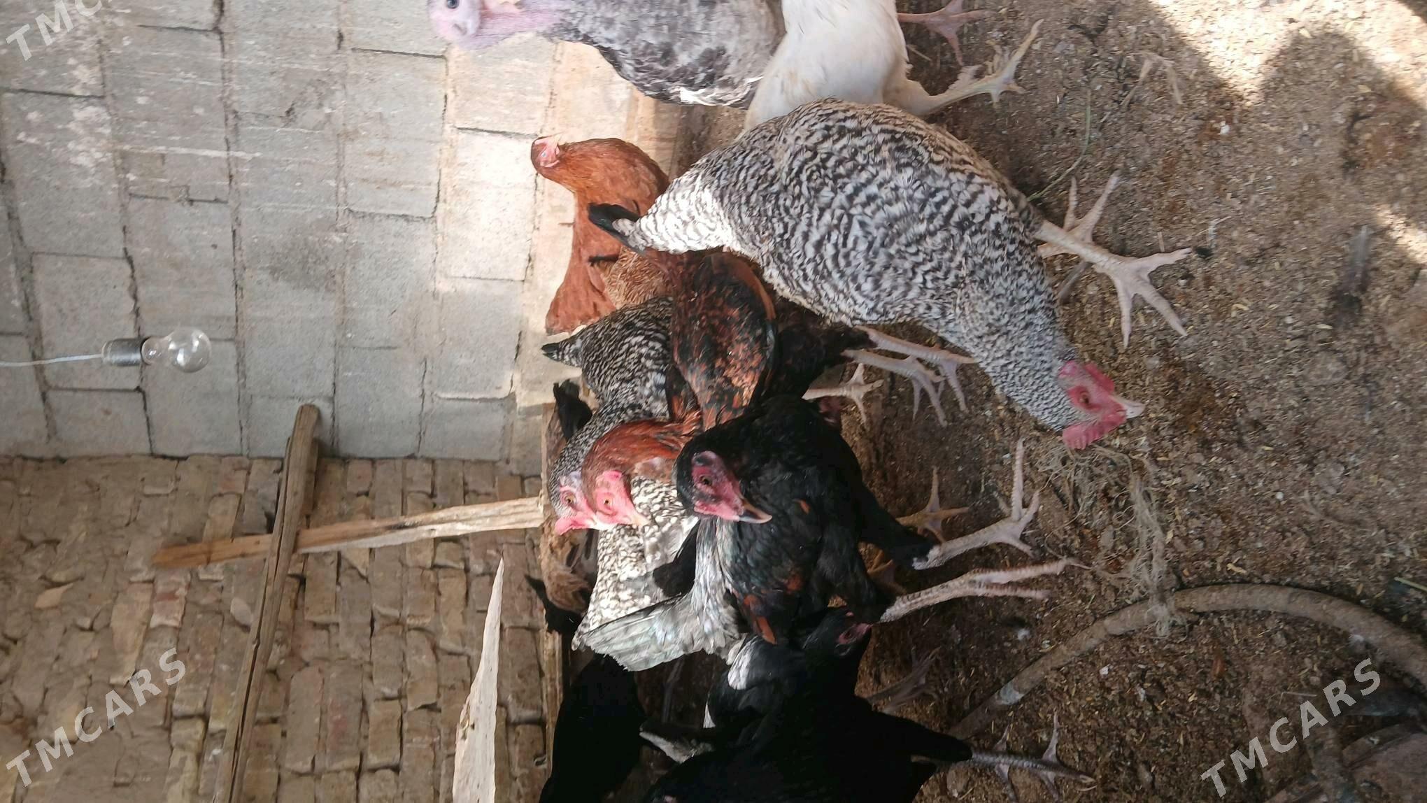 MİTS TOWUKLAR - Бузмеин - img 3