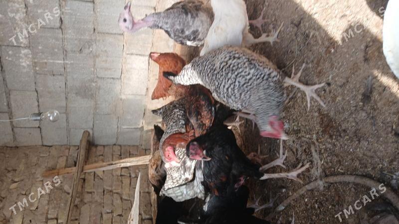 MİTS TOWUKLAR - Бузмеин - img 2