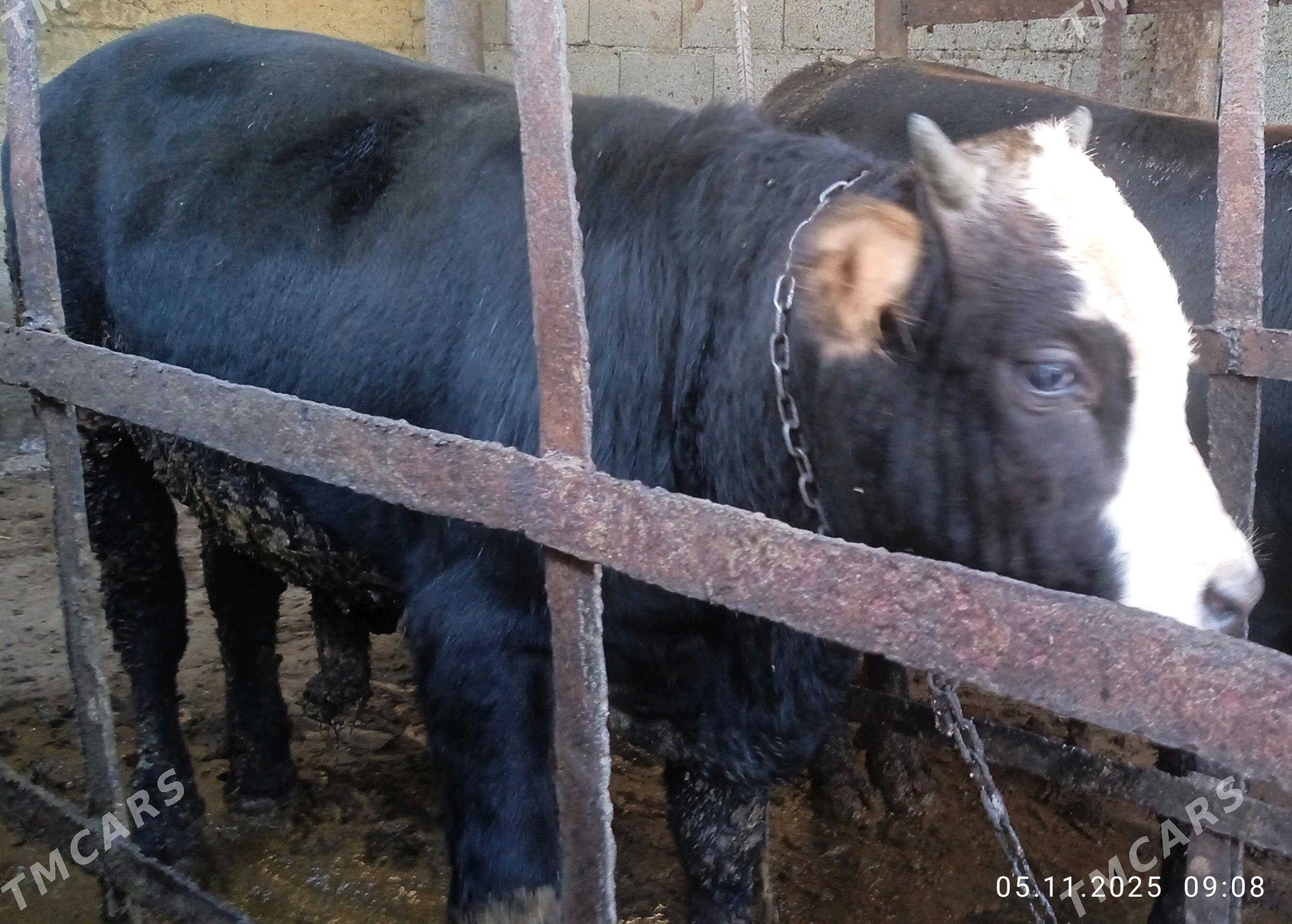 öküz - Бахарден - img 4