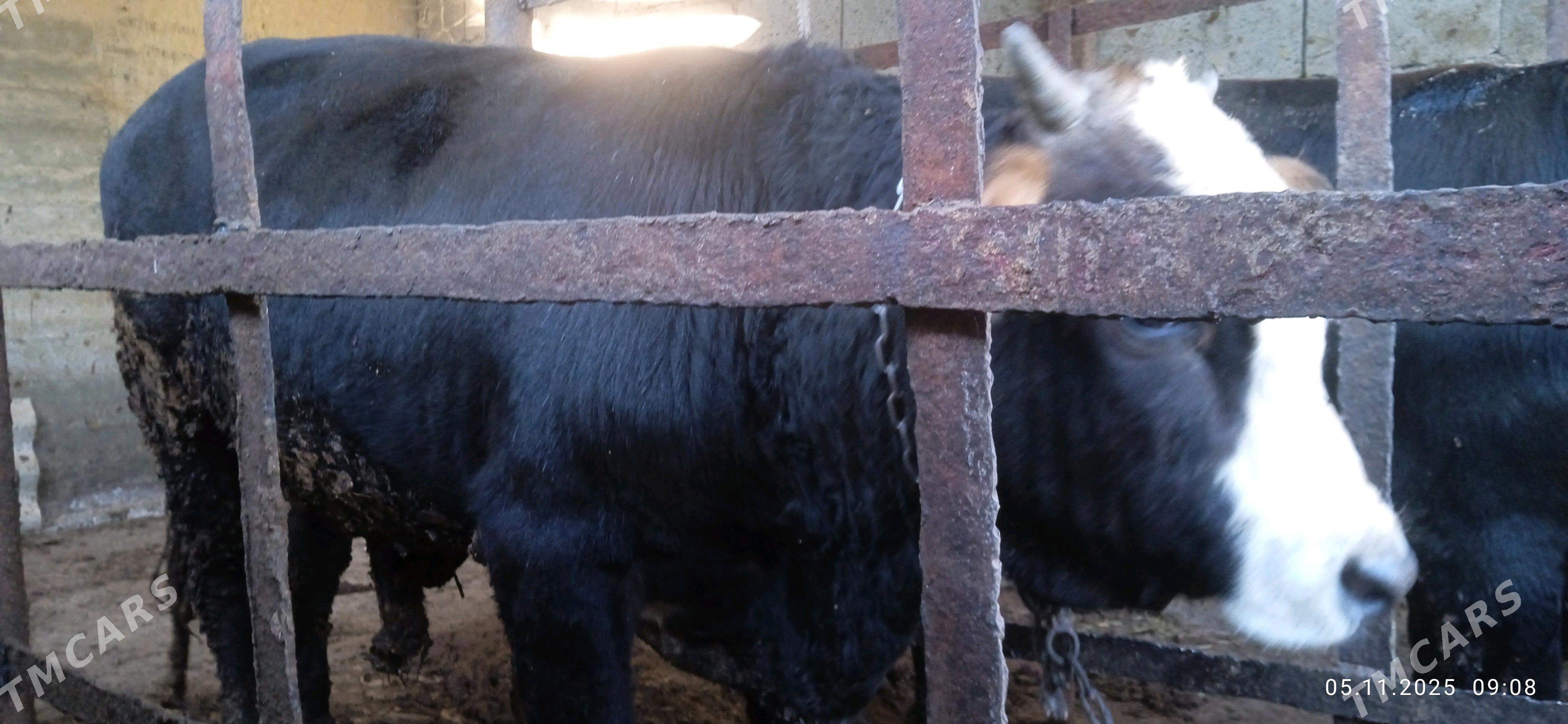 öküz - Бахарден - img 1