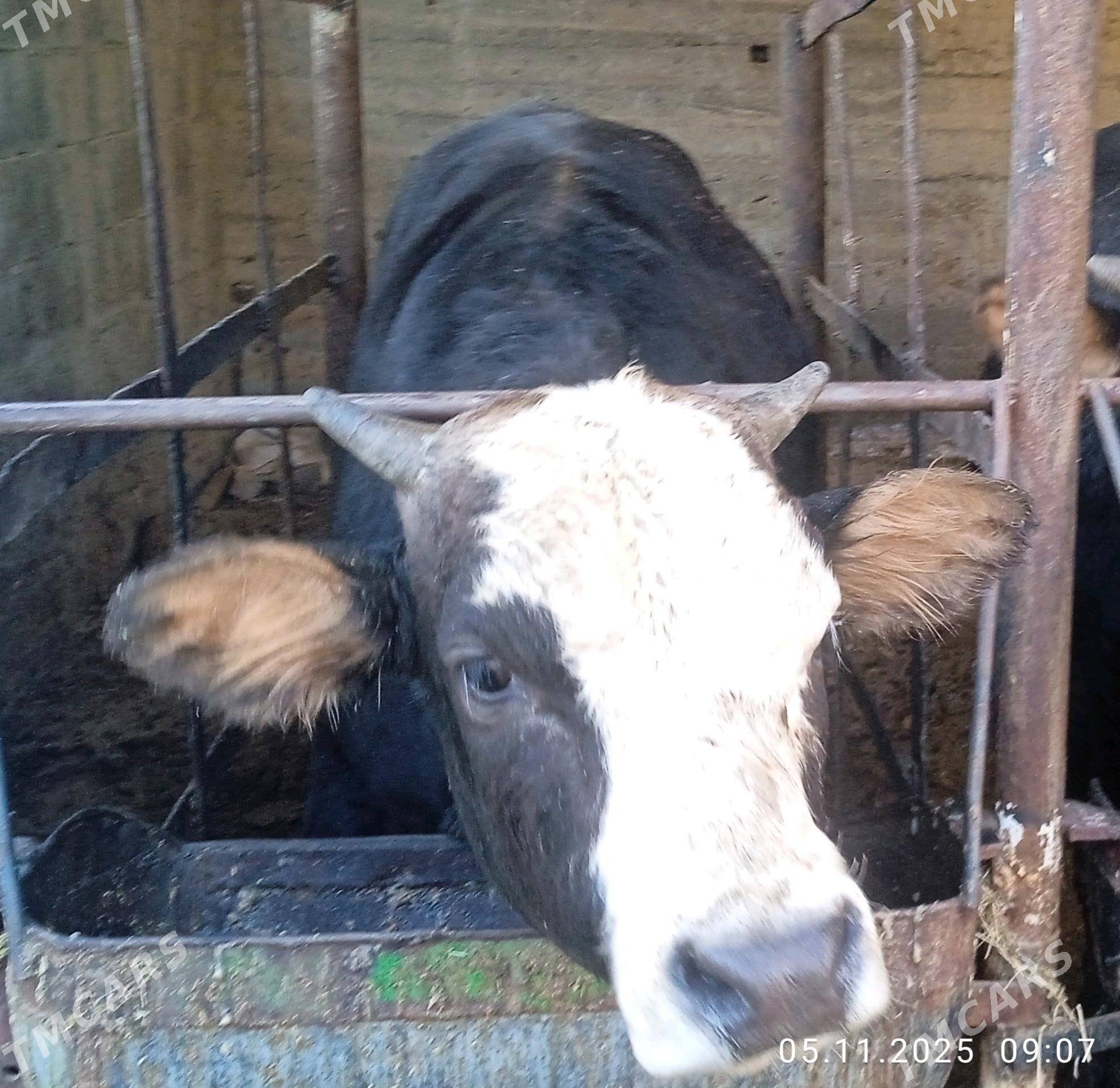 öküz - Бахарден - img 2