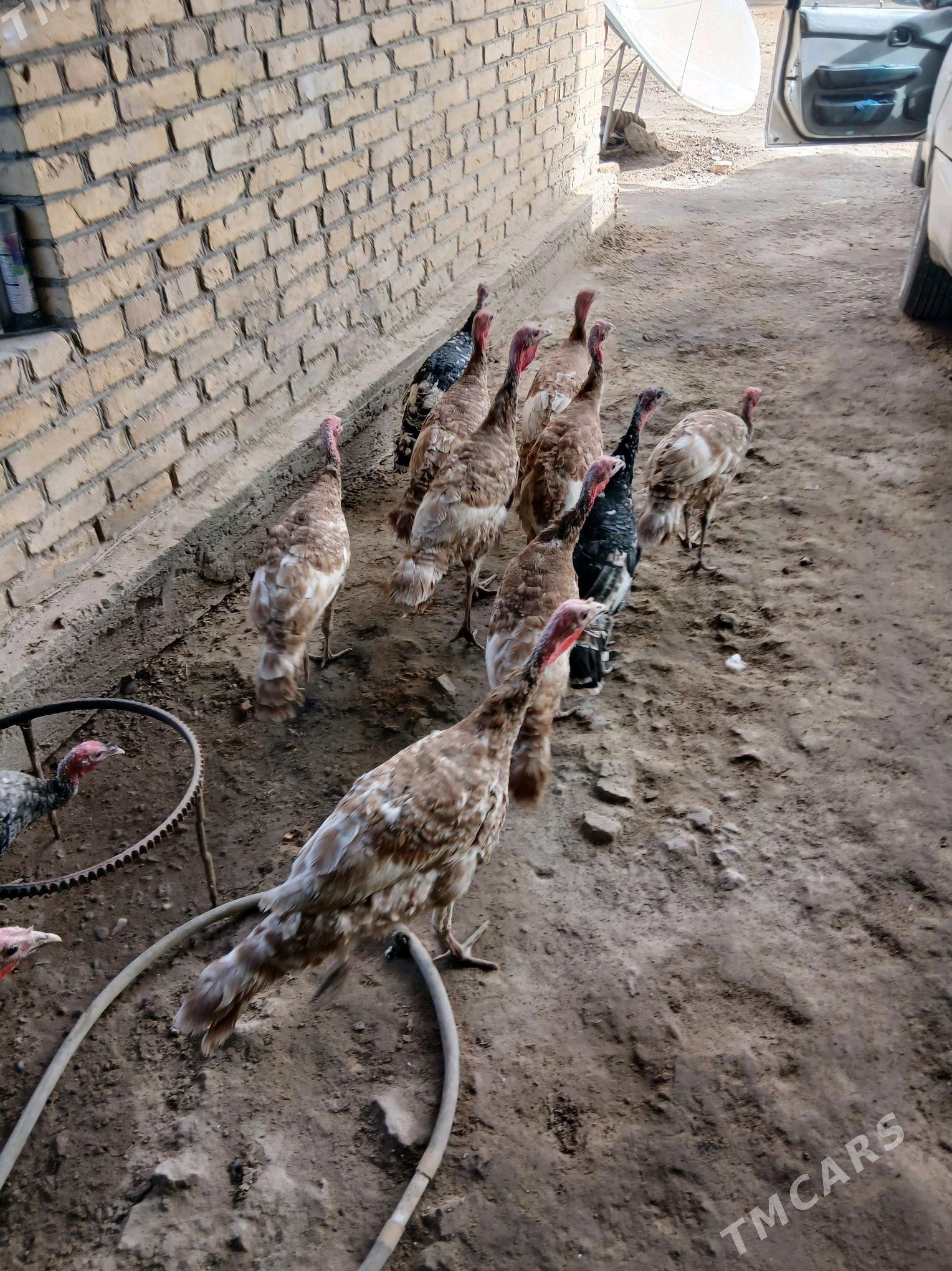 owgan paroda induklar - Сакар - img 7