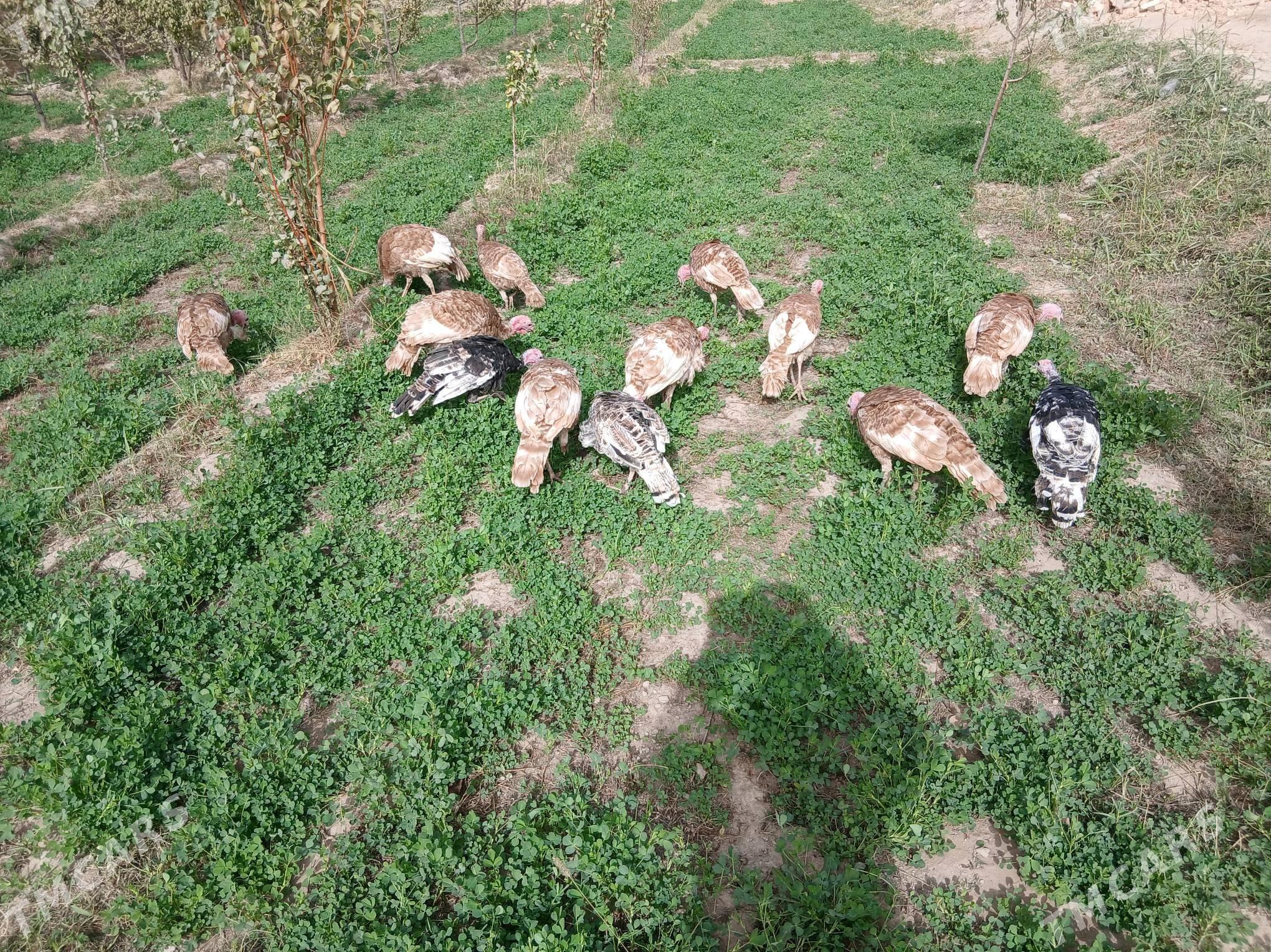 owgan paroda induklar - Сакар - img 2