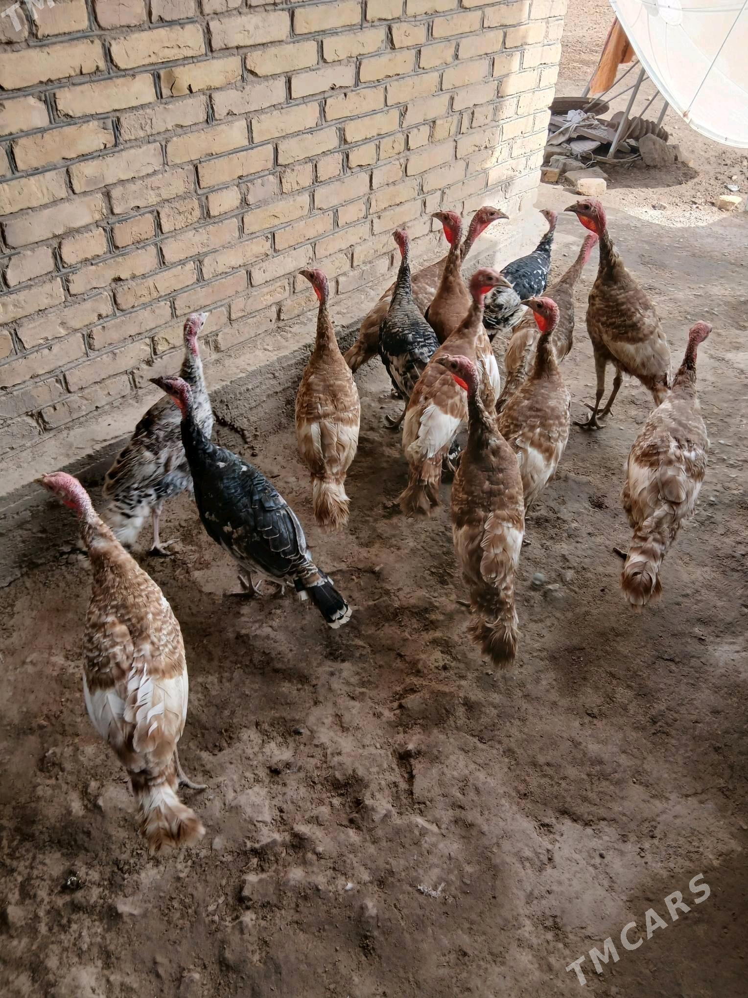 owgan paroda induklar - Сакар - img 3