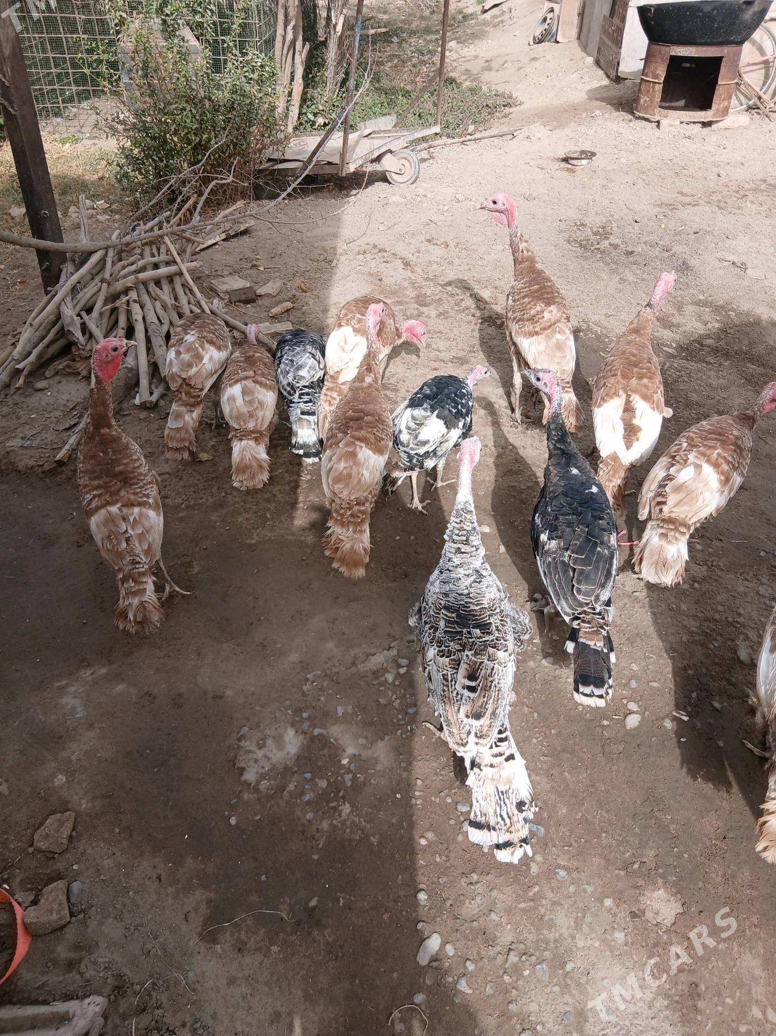 owgan paroda induklar - Сакар - img 4