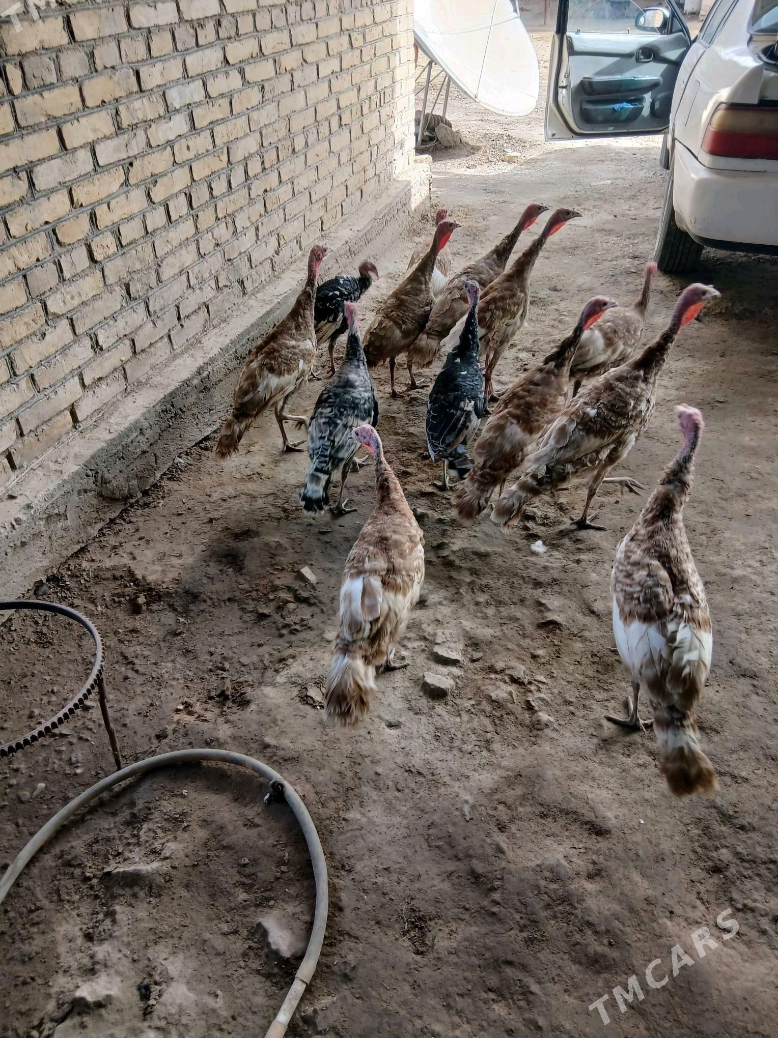 owgan paroda induklar - Сакар - img 6